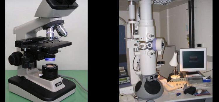 How are Electron Microscopes Different From Light Microscopes
